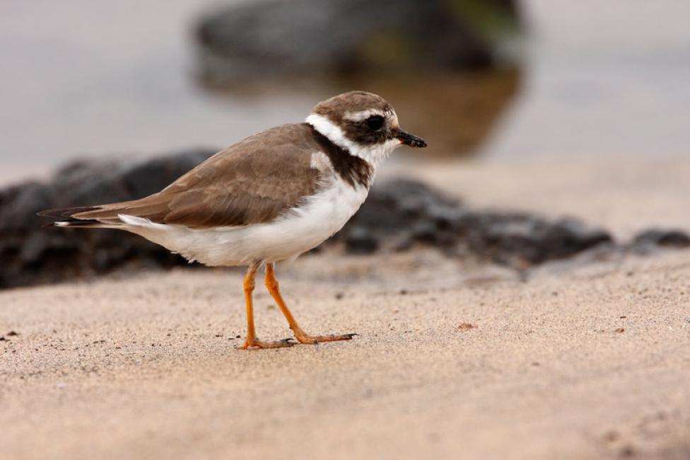 Chorlitejo grande (Charadrius hiaticula)